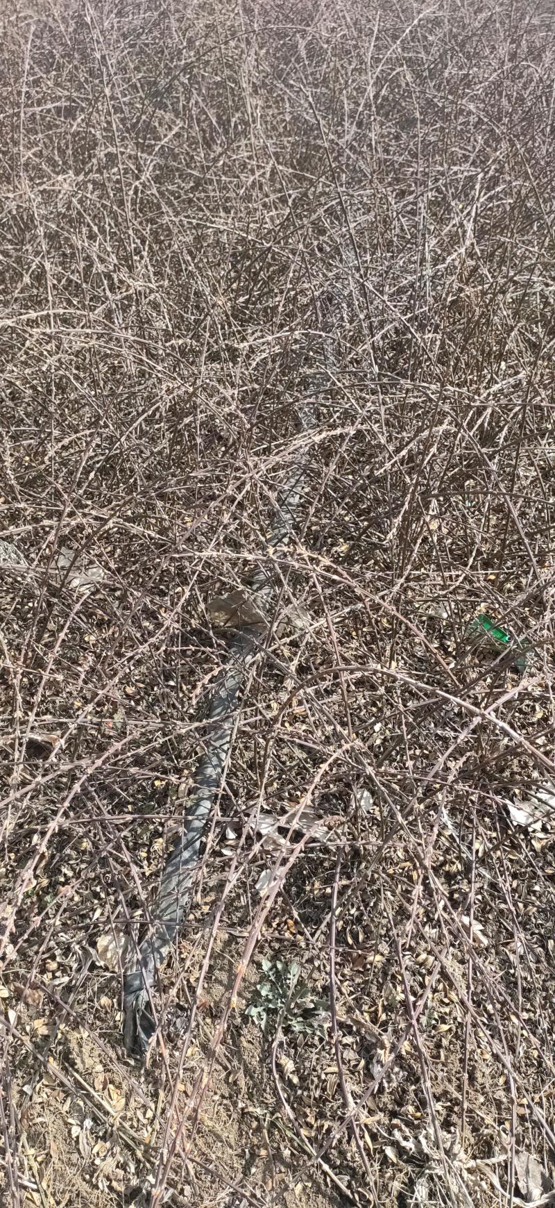 多分分支迎春起苗现场迎春苗规格齐全