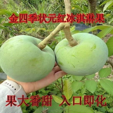 新品种金四季冰淇淋果白柿四季状元红果苗巧克力果正宗嫁接苗