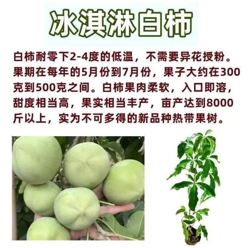 新品种金四季冰淇淋果白柿四季状元红果苗巧克力果正宗嫁接苗
