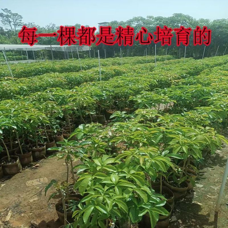 新品种金四季冰淇淋果白柿四季状元红果苗巧克力果正宗嫁接苗