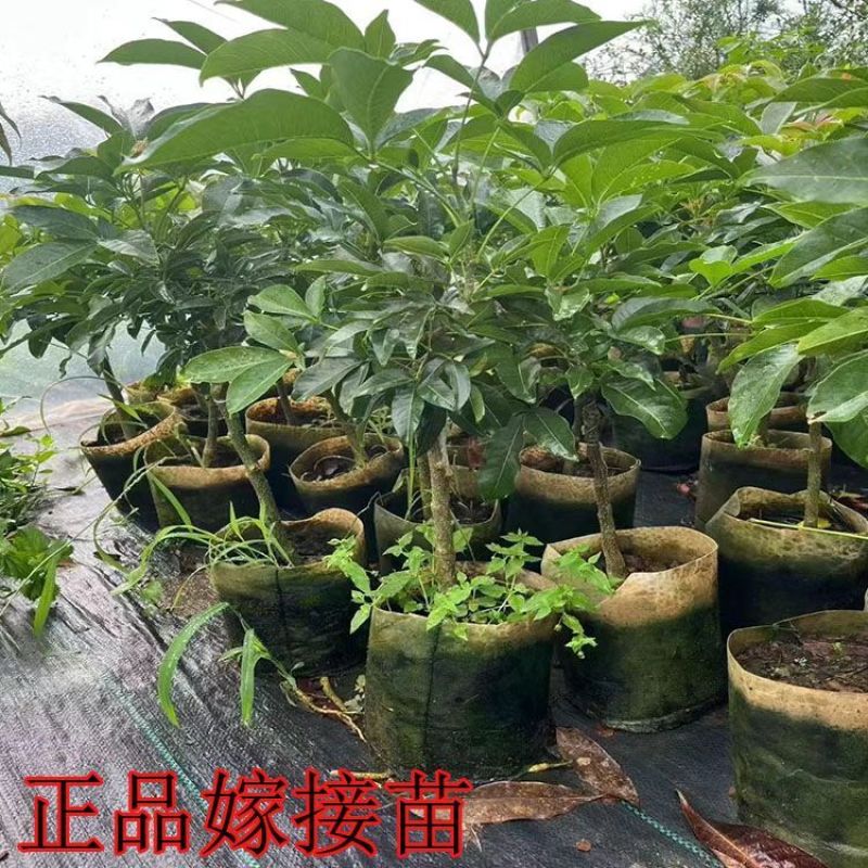 新品种金四季冰淇淋果白柿四季状元红果苗巧克力果正宗嫁接苗