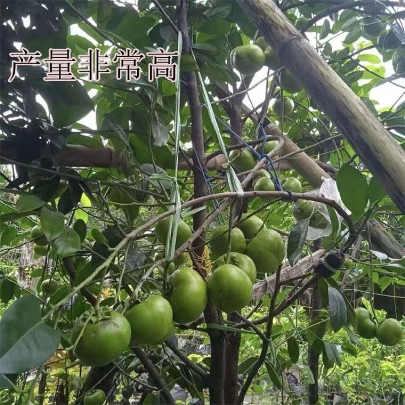 新品种金四季冰淇淋果白柿四季状元红果苗巧克力果正宗嫁接苗