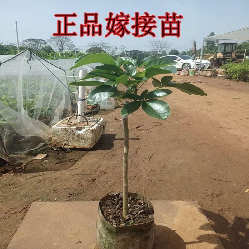 新品种金四季冰淇淋果白柿四季状元红果苗巧克力果正宗嫁接苗