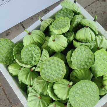 新鲜荷花,新鲜白莲子,新鲜水果莲蓬基地直供,全国各地可发