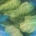 江苏产地牛心菜现货量大，包心好无烂叶，支持整车批发、食堂