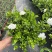 栀子花免费包邮全部现挖现卖基地直销