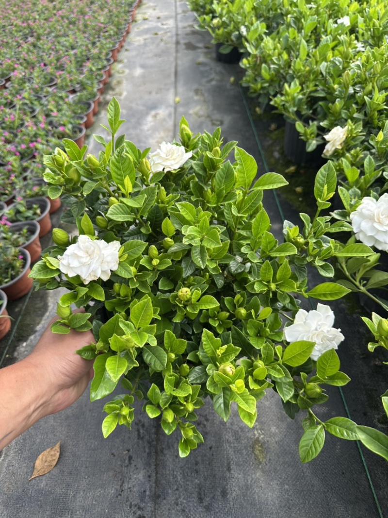 栀子花免费包邮全部现挖现卖基地直销