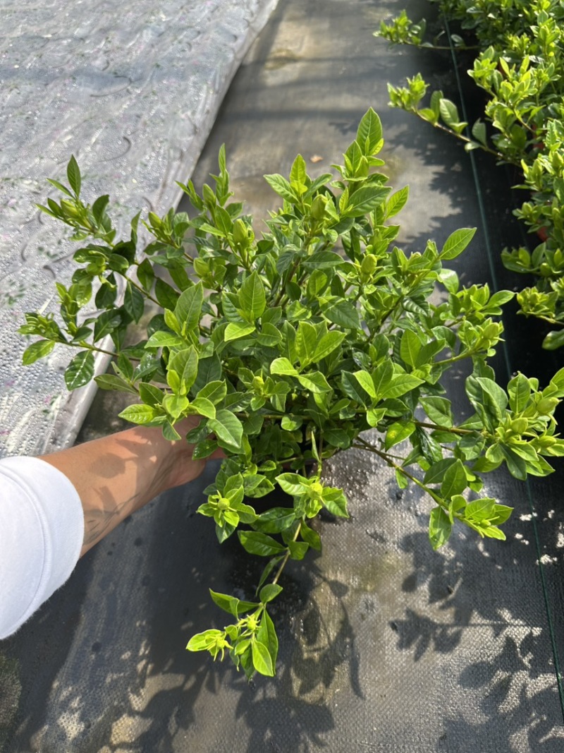 栀子花免费包邮全部现挖现卖基地直销