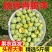 贵州青脆李4月李