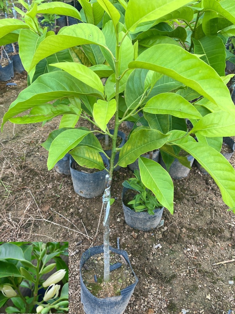玉兰花/白玉兰/正品嫁接苗