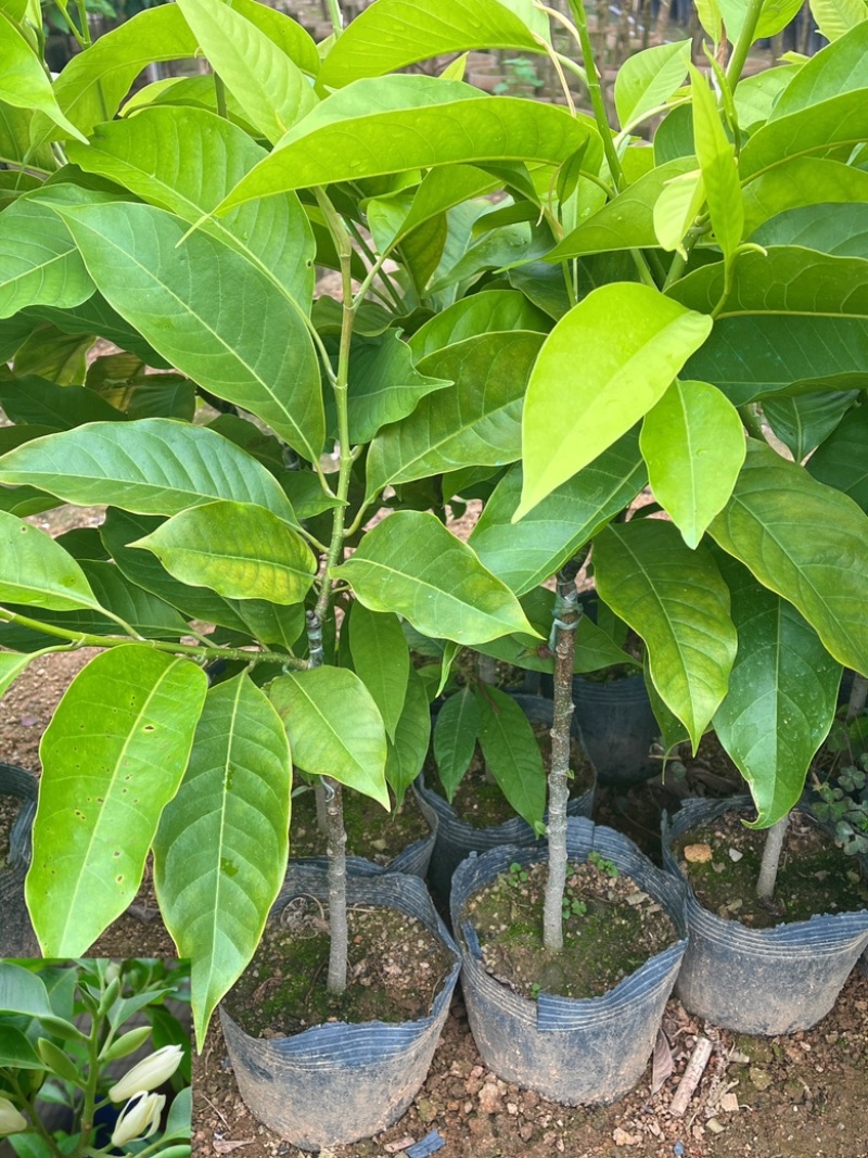 玉兰花/白玉兰/正品嫁接苗