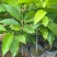 玉兰花/白玉兰/正品嫁接苗