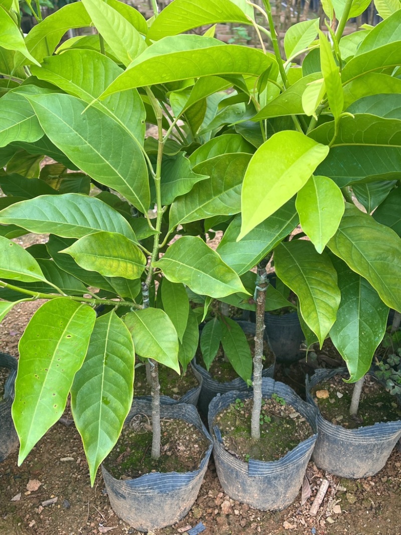 玉兰花/白玉兰/正品嫁接苗