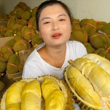 金枕榴莲一手批发价格，A果保5房，坏果包赔