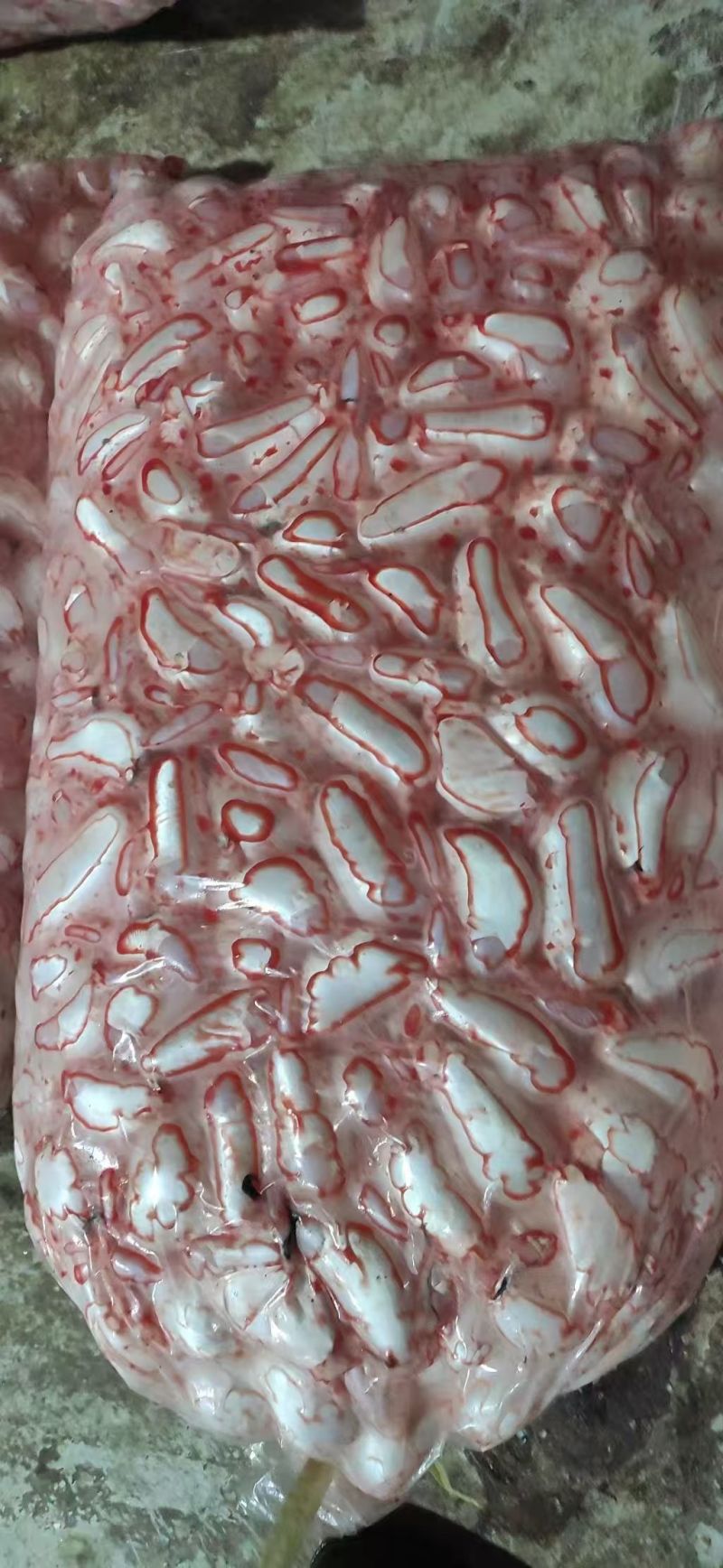 新鲜鱼泡长期大量有货，一手货源，品质保证，量大从优