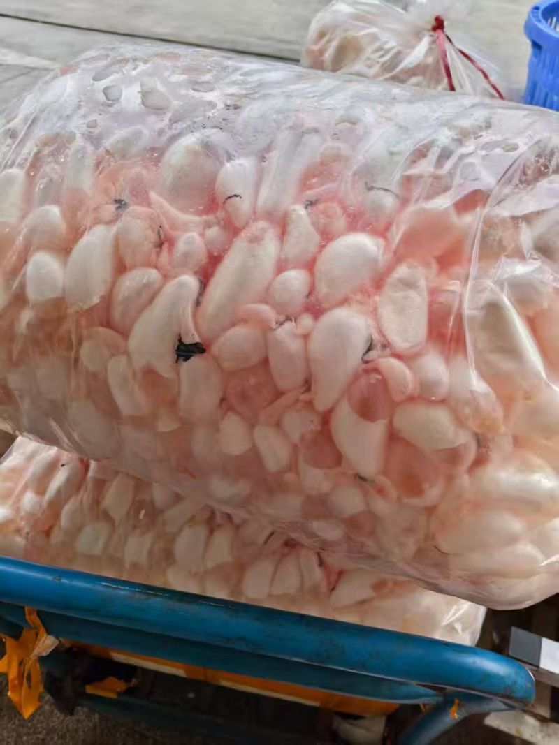 新鲜鱼泡长期大量有货，一手货源，品质保证，量大从优