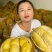 金枕榴莲一手批发价格，A果保5房，坏果包赔