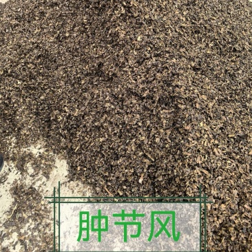 肿节风今年新货薄利多销量大从优物美价廉