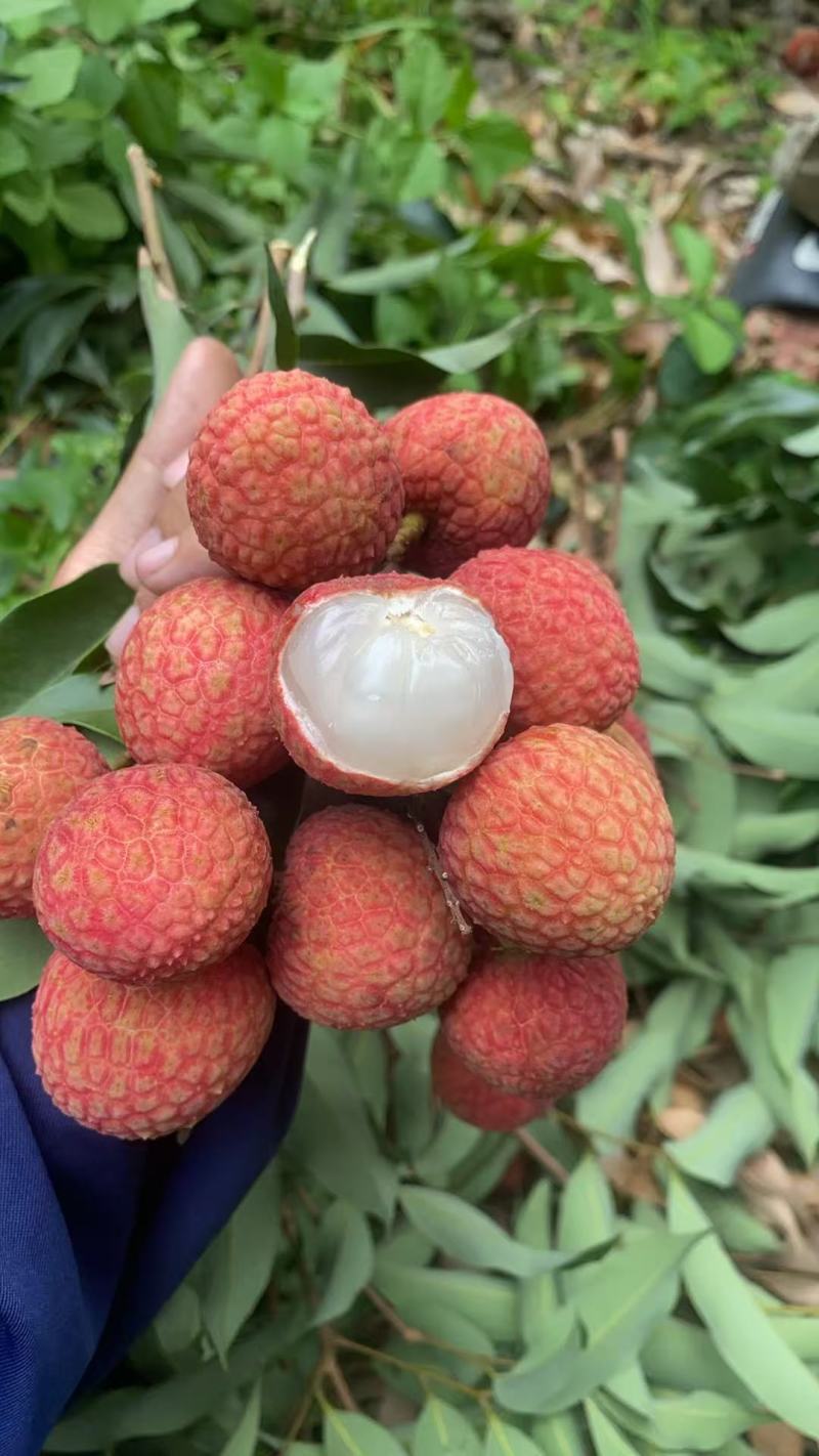 【精品】海南荔枝妃子笑源头产地直发，品质保证，一手货源