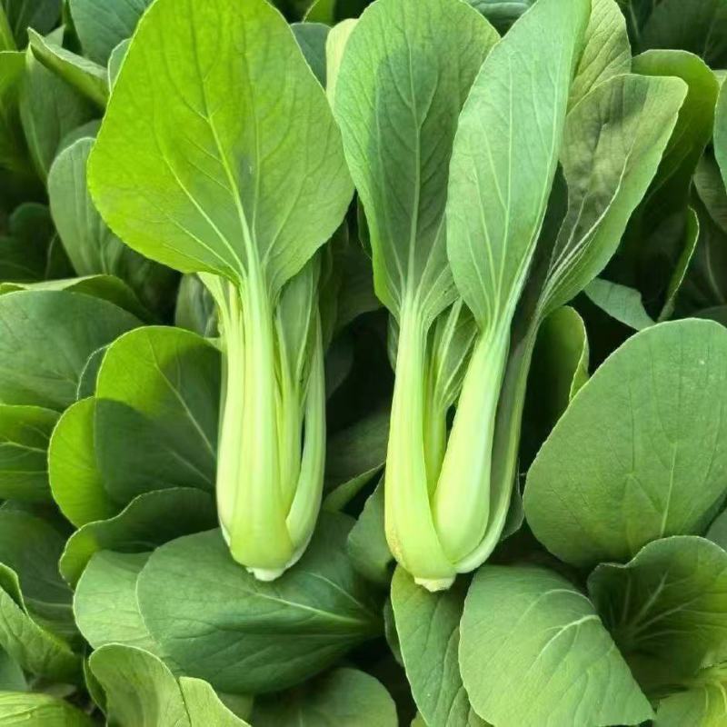 信福夏季青梗菜种子耐热耐湿直立青梗绿叶高温不卷叶
