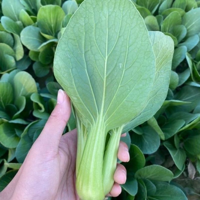 信福夏季青梗菜种子耐热耐湿直立青梗绿叶高温不卷叶