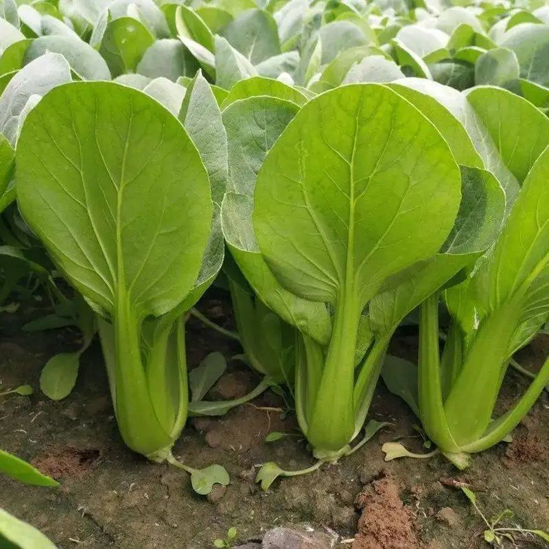 信福夏季青梗菜种子耐热耐湿直立青梗绿叶高温不卷叶