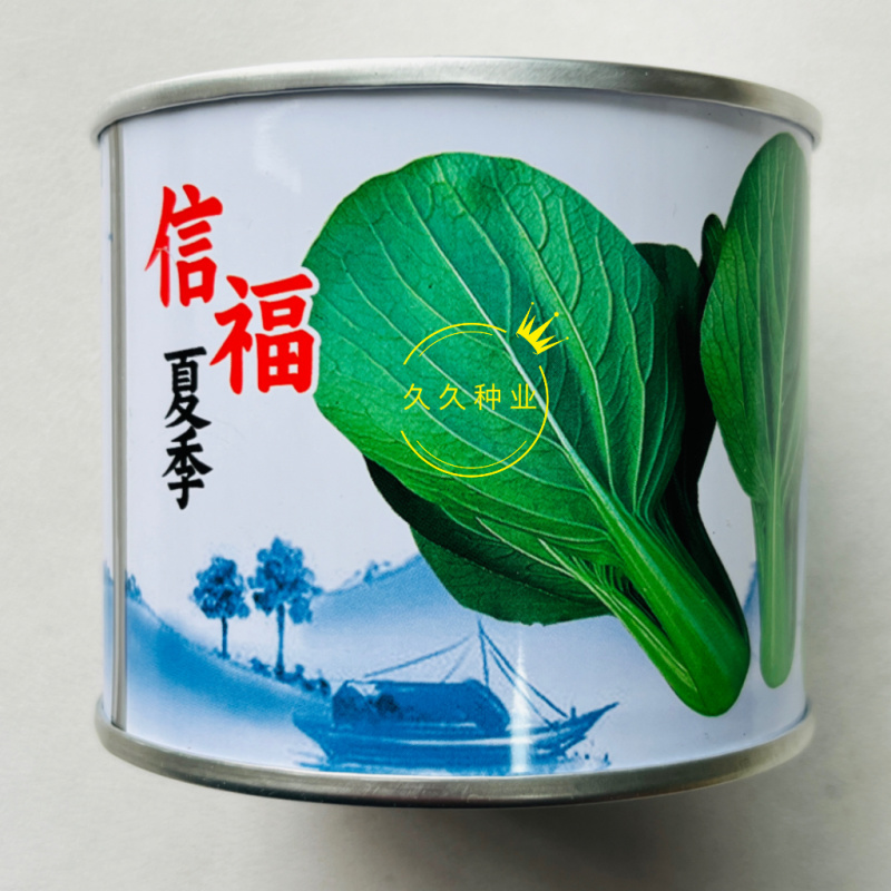 信福夏季青梗菜种子耐热耐湿直立青梗绿叶高温不卷叶