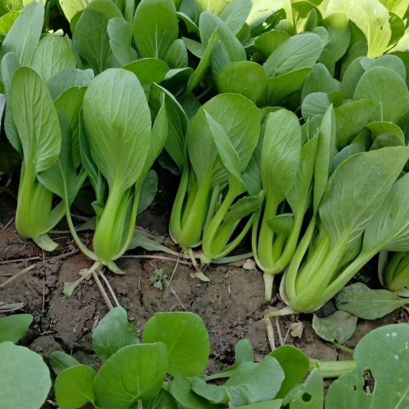 信福夏季青梗菜种子耐热耐湿直立青梗绿叶高温不卷叶