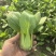 绿优518青菜种子耐热耐湿青梗菜种子高产抗高温青菜种籽