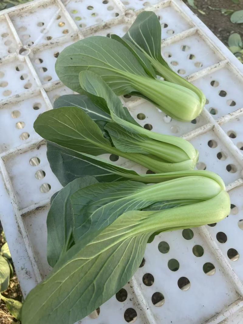 绿优518青菜种子耐热耐湿青梗菜种子高产抗高温青菜种籽