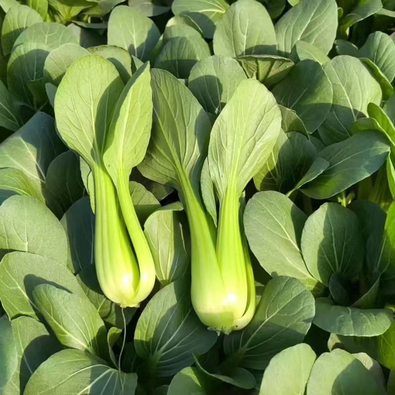 绿优518青菜种子耐热耐湿青梗菜种子高产抗高温青菜种籽