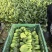 绿优518青菜种子耐热耐湿青梗菜种子高产抗高温青菜种籽