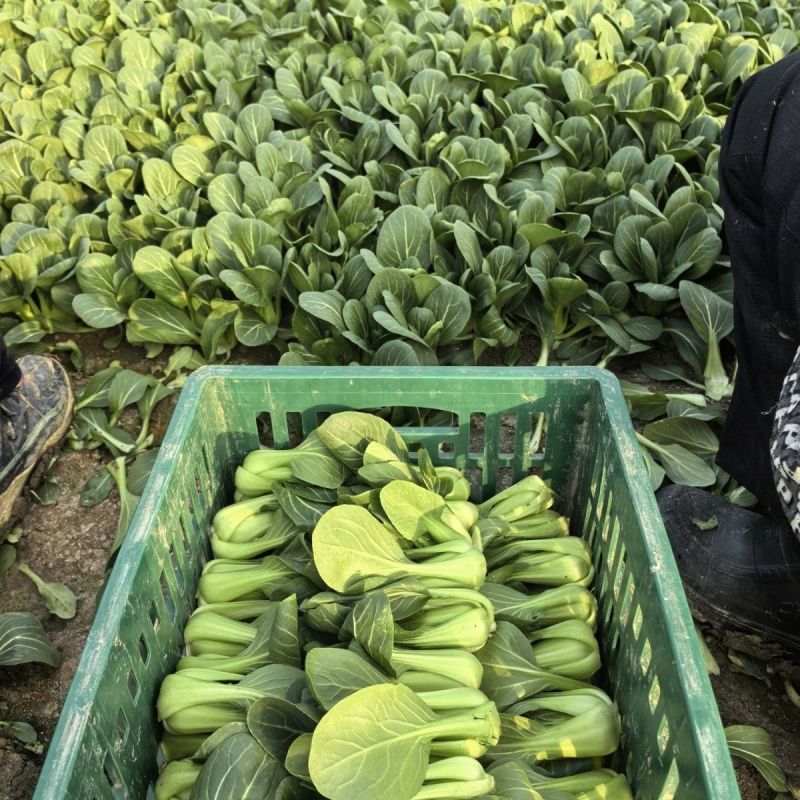 绿优518青菜种子耐热耐湿青梗菜种子高产抗高温青菜种籽