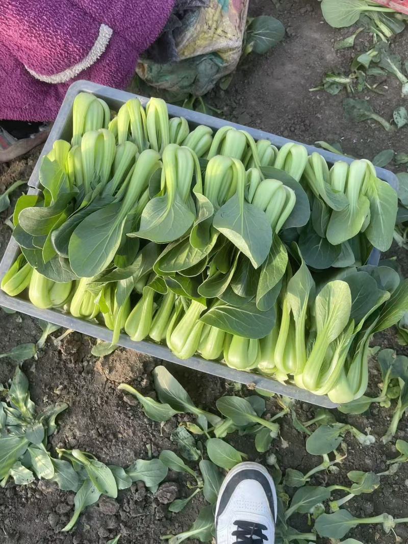 绿优518青菜种子耐热耐湿青梗菜种子高产抗高温青菜种籽
