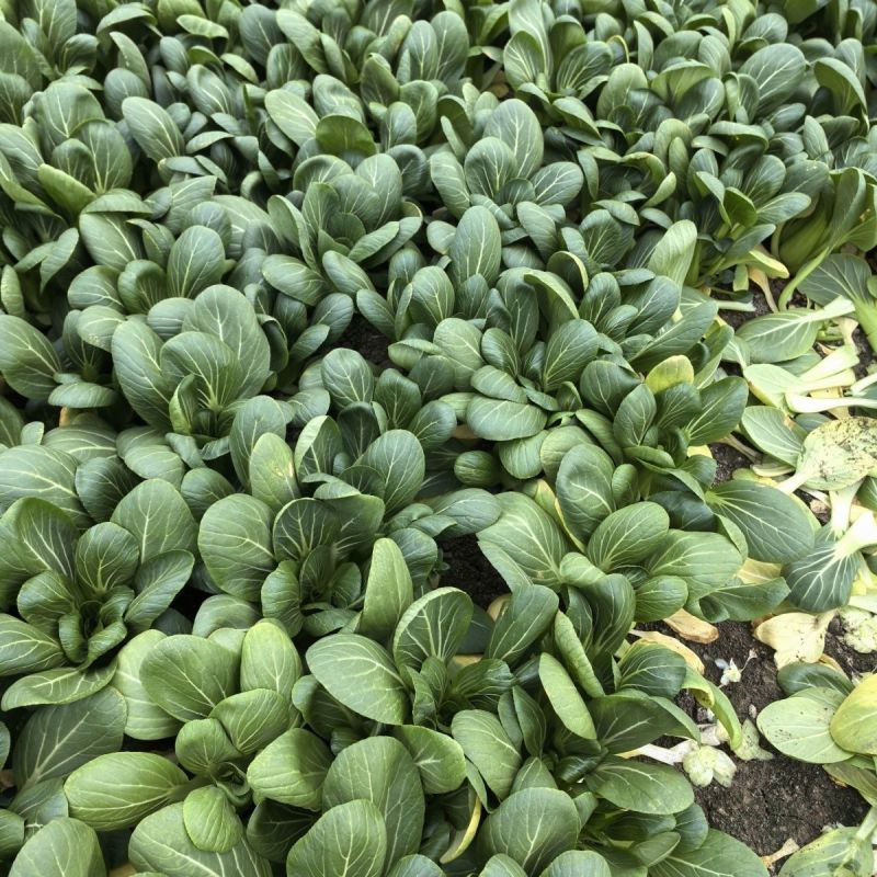 绿优518青菜种子耐热耐湿青梗菜种子高产抗高温青菜种籽