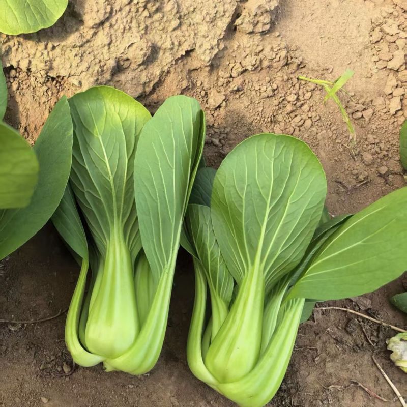 绿优518青菜种子耐热耐湿青梗菜种子高产抗高温青菜种籽