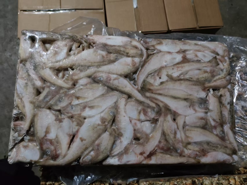 大口苗，鳕鱼