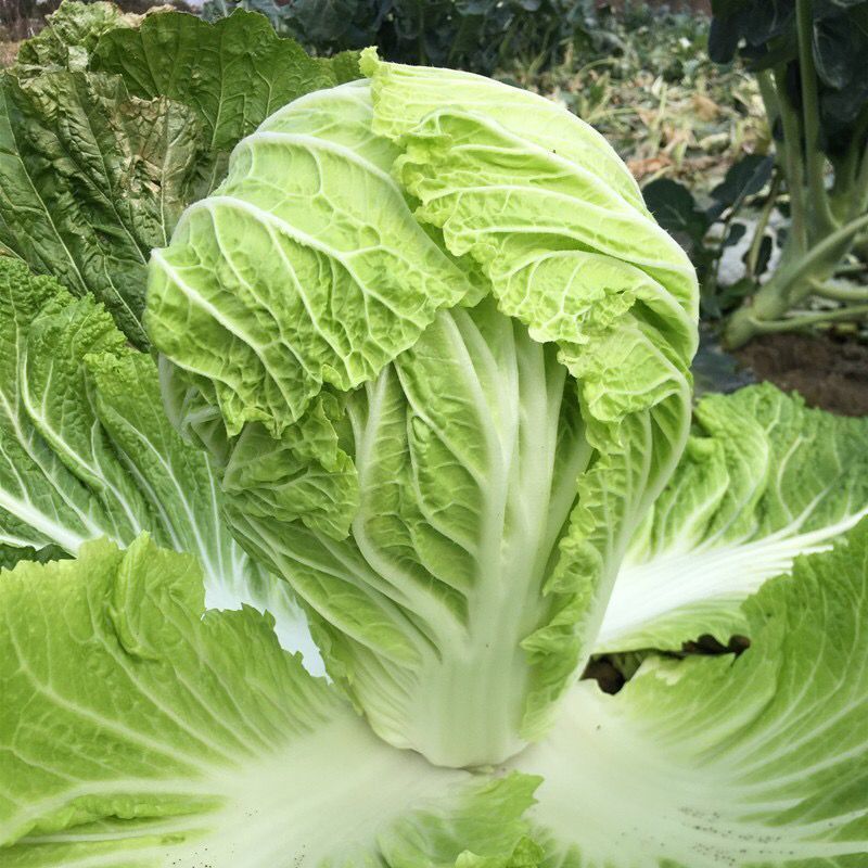 靓品夏阳大白菜种子早熟结球速度快特耐高温抗病抗湿农家蔬菜