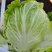 靓品夏阳大白菜种子早熟结球速度快特耐高温抗病抗湿农家蔬菜