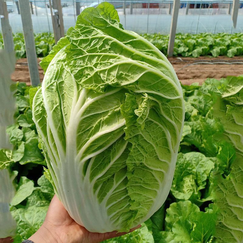 靓品夏阳大白菜种子早熟结球速度快特耐高温抗病抗湿农家蔬菜