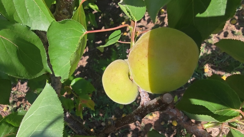 山西露天金太阳杏，大量供应全部一二级市场和线上电商平台。
