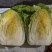 玉田黄心白菜（产地优选似锦，早春二号，聚丰泉，明黄）
