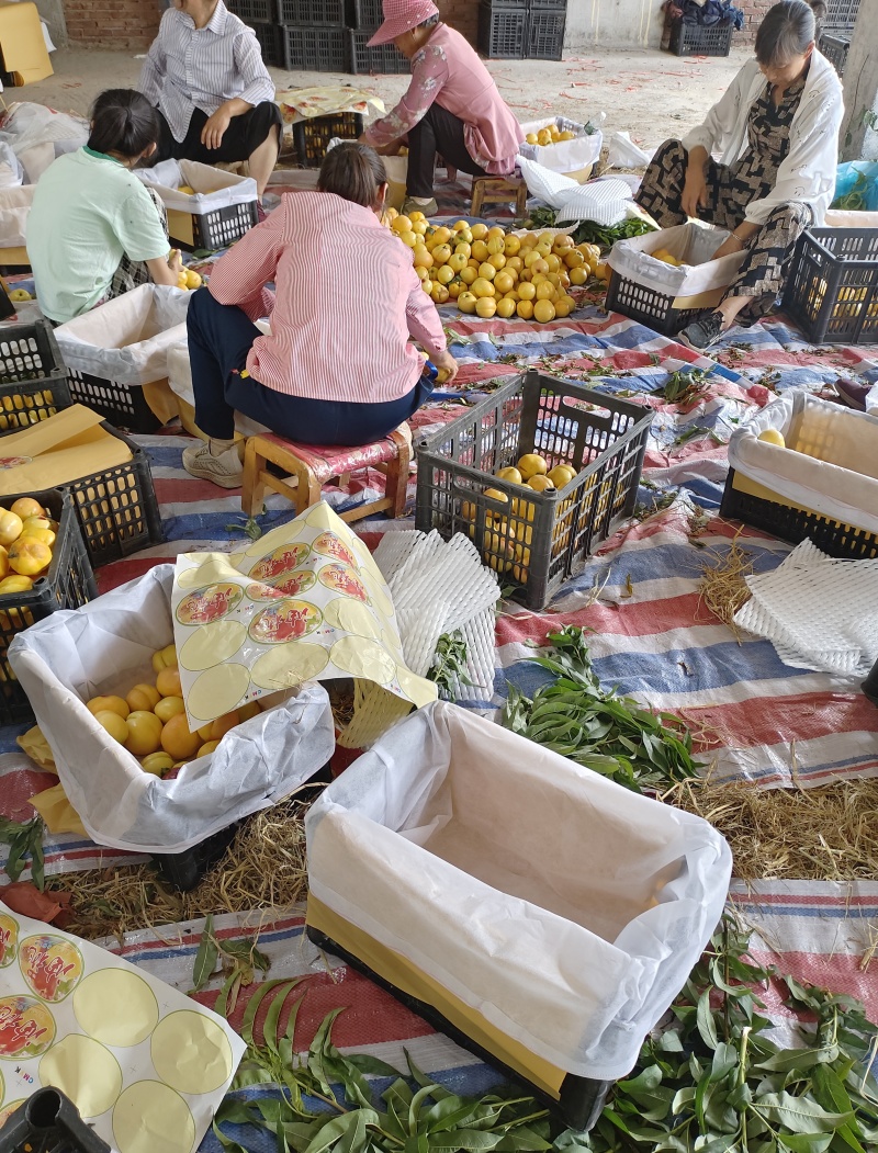 湖北套袋油桃中油19黄肉油桃产地直供一手货源