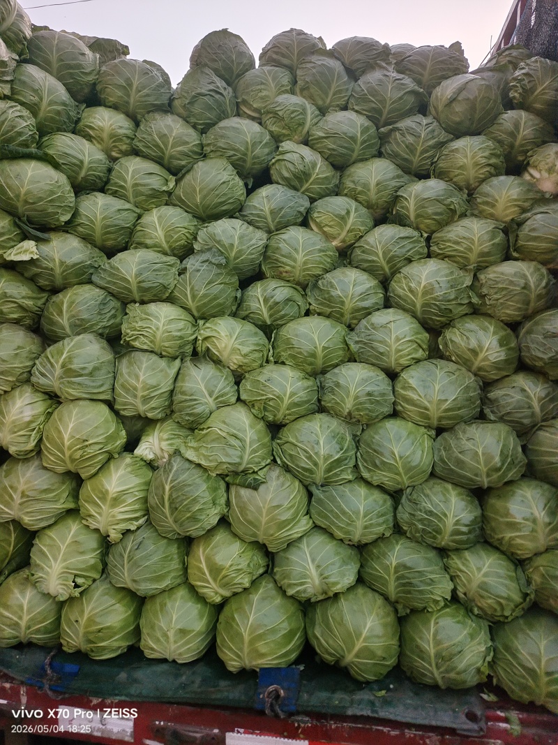 甘蓝圆包菜产地直发一手货源，万亩蔬菜基地