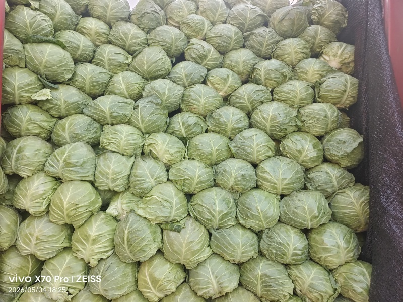 甘蓝圆包菜产地直发一手货源，万亩蔬菜基地
