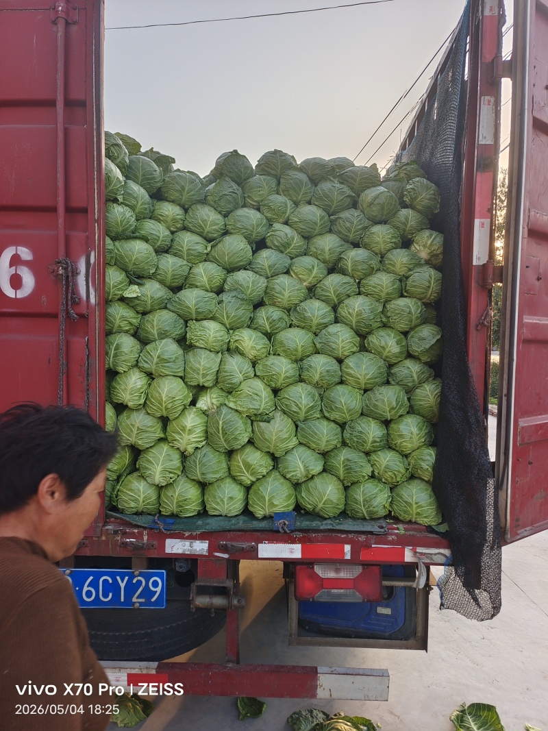甘蓝圆包菜产地直发一手货源，万亩蔬菜基地