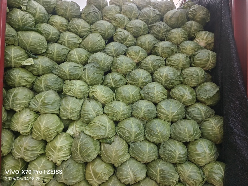 甘蓝圆包菜产地直发一手货源，万亩蔬菜基地