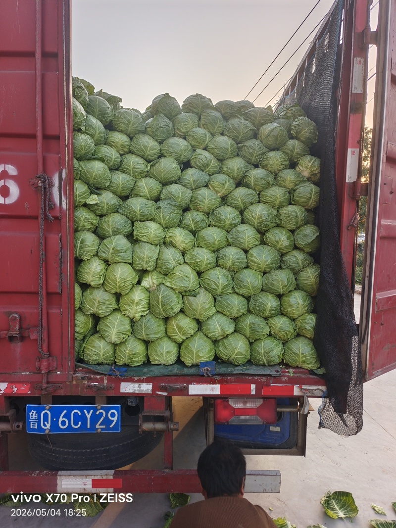 甘蓝圆包菜产地直发一手货源，万亩蔬菜基地