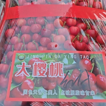 沂源露天大樱桃
