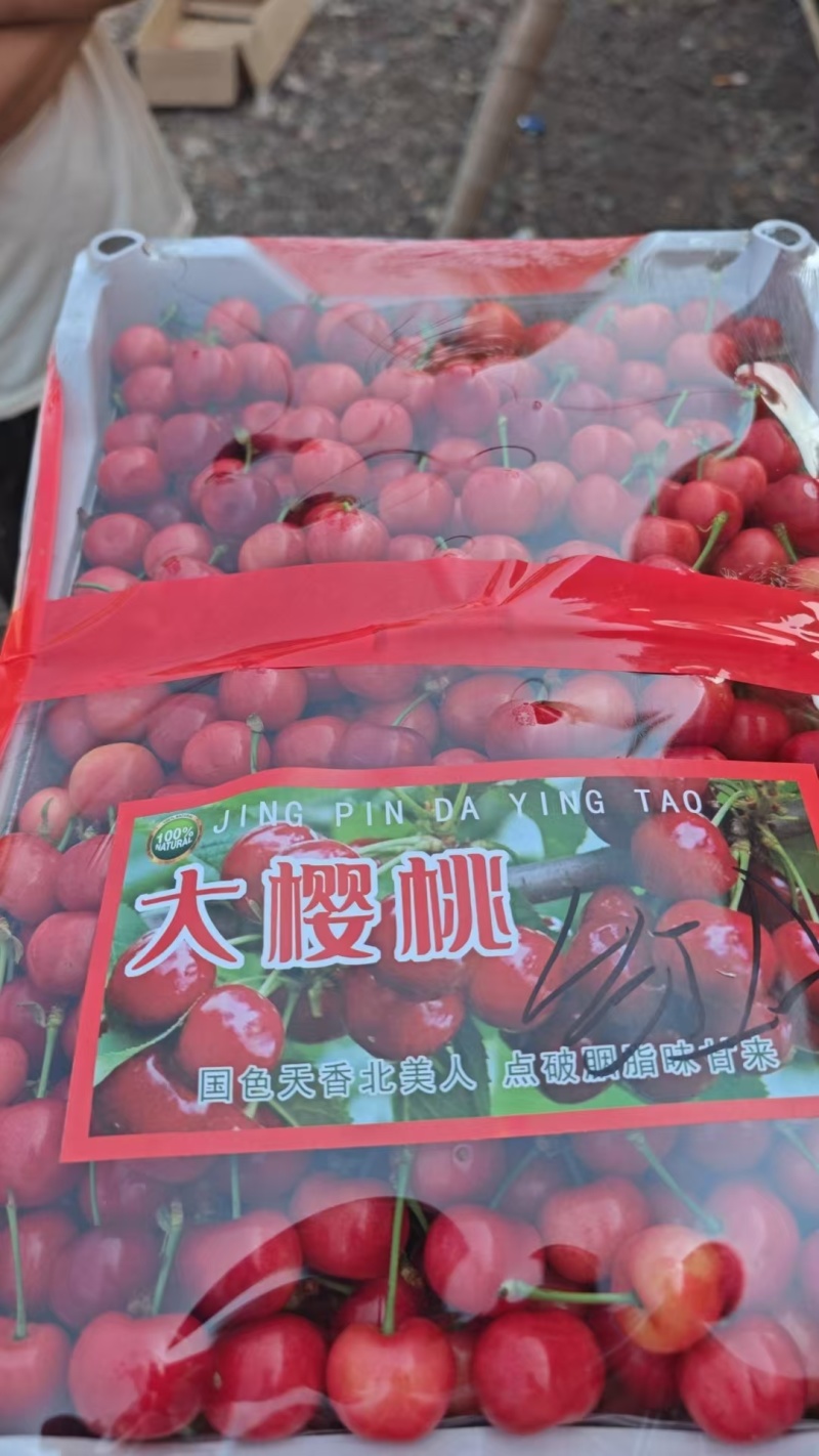 沂源露天大樱桃